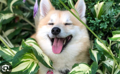Pet Wellness Consultation Package
